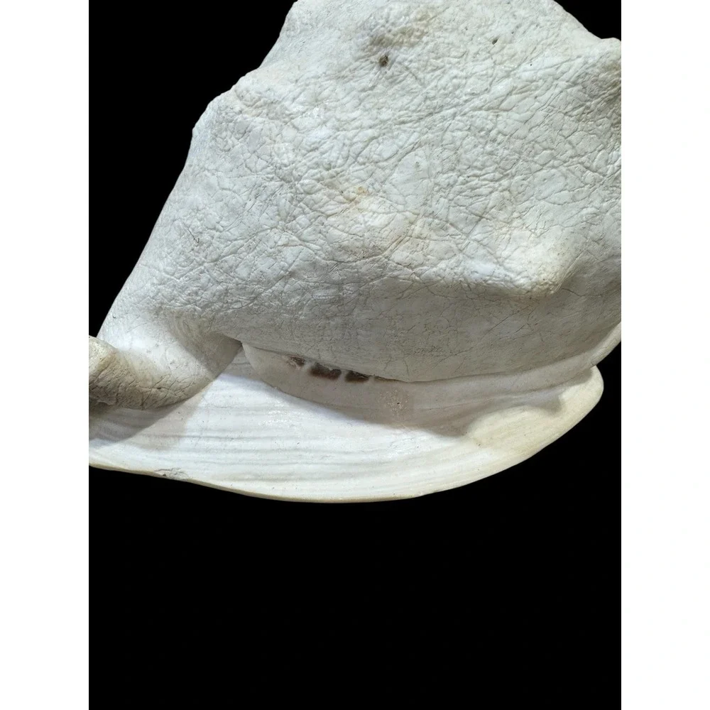 Horned CASSIS Cornuta Helmet Shell Long Lbs Large Conch